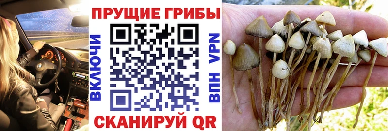 Галлюциногенные грибы мицелий  продажа наркотиков  Добрянка 